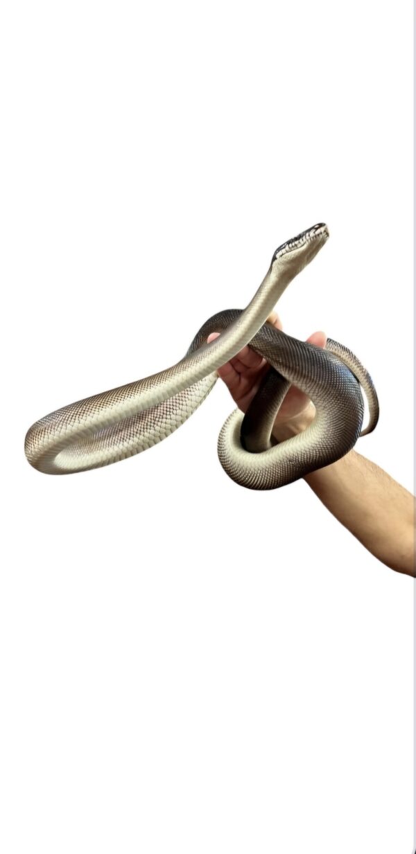 White Lip Python