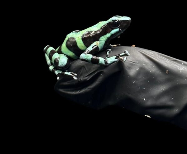 Green and Black Dart Frogs - Dendrobates auratus