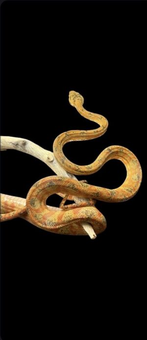 Red/Orange Amazon Tree Boa