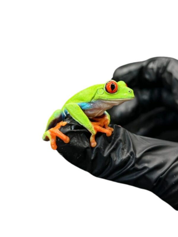 Red-eyed tree frog