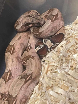 GUYANA True Red Tail Boa