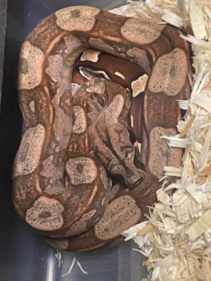 True Red Tail Guyana Boa