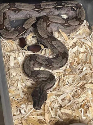 True Red Tail Guyana Boa Baby