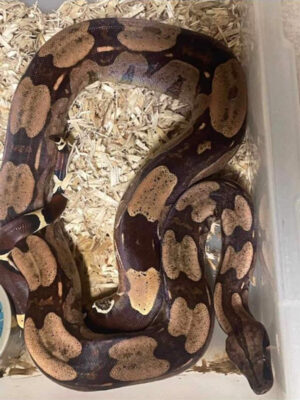 True Red Tail Guyana Male Boa