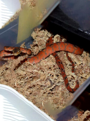 Red Amazon Tree Boa