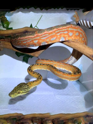 AMAZON TREE BOAS CCE1