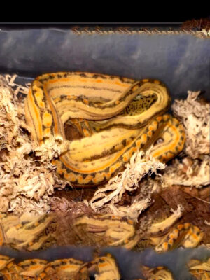 AMAZON TREE BOAS CCE2