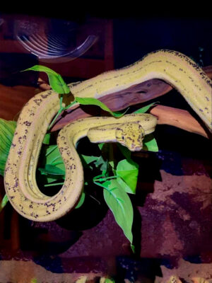 AMAZON TREE BOAS CCE3