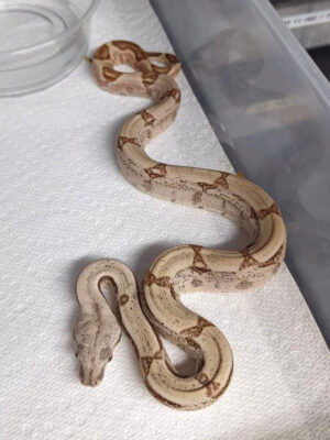 Hypo female karken
