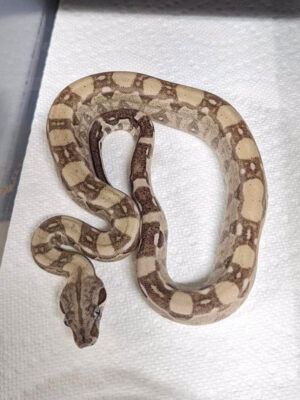 Ghost AZTEC Female