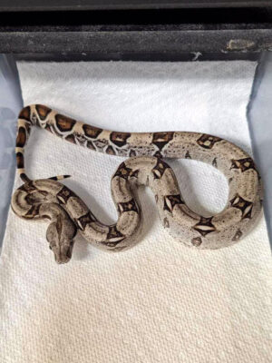 BCI Male