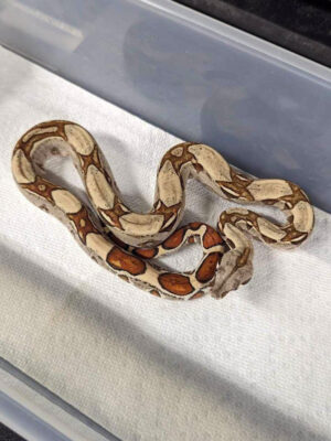 Jungle het lipstick female