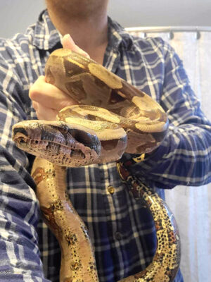 Adult Purple Side Guyana Male True Red-tail Boa