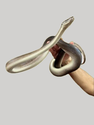 White Lip Python