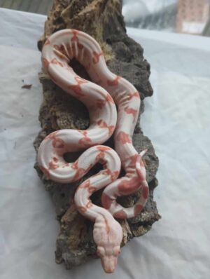 sunglow kraken female