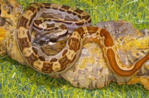 Hypo motley jungle boa