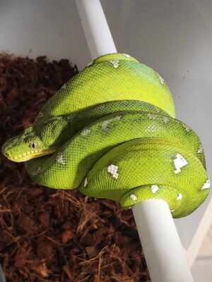 Emerald green tree boa