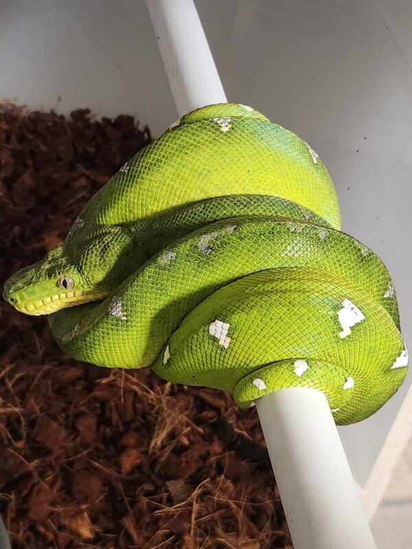 Emerald green tree boa