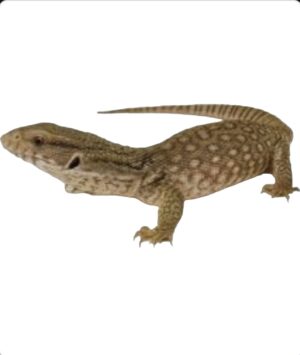 Savana monitors
