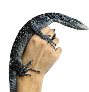 Adult Blue Tree Monitor-Varanus Macraei