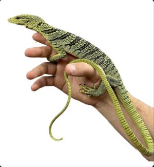 Adult Male Yellow Tree Monitor - Varanus Reisingeri