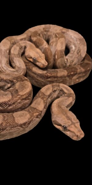 CA T+ Albino boa pair