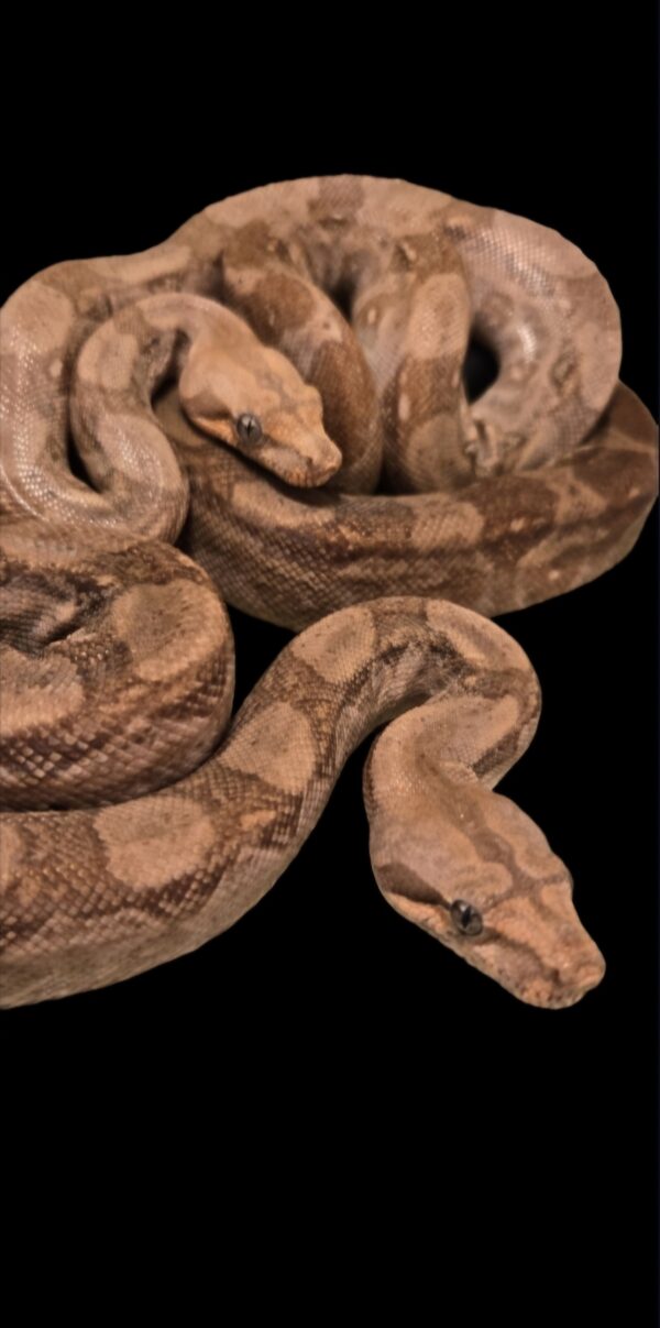 CA T+ Albino boa pair
