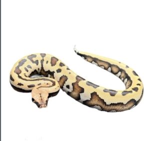 Goldeneye 100% Het T- Blood Python - Python brongersmai
