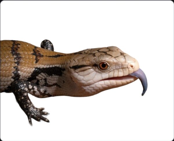 baby / juvenile Indonesian Blue  tongue Skink - Tilique gigas      ( Representative photo) - Image 2