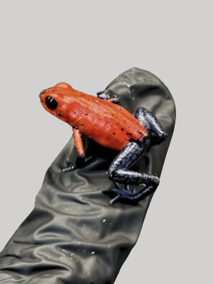 Strawberry Dart Frogs-Oophaga Pumilio