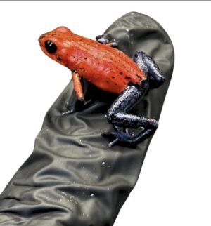 Strawberry Dart Frogs-Oophaga Pumilio