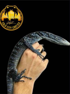 Adult Blue Tree Monitor-Varanus Macraei