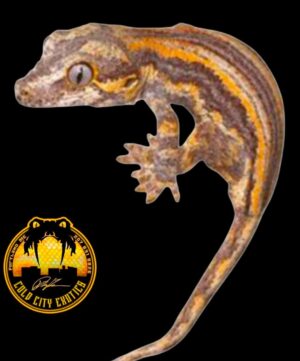 Baby Orange Strip Gargoyle Geckos - Rhacodactylus Auriculatus