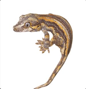Baby Orange Strip Gargoyle Geckos - Rhacodactylus Auriculatus
