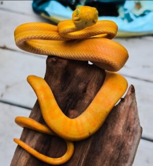 Baby BI-COLOR Amazon tree boa