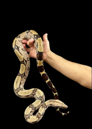 Adult Female Suriname True Red Tail Boa