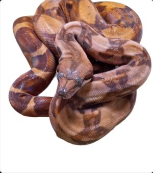 Female 23 Hypo jungle  Blood Boa