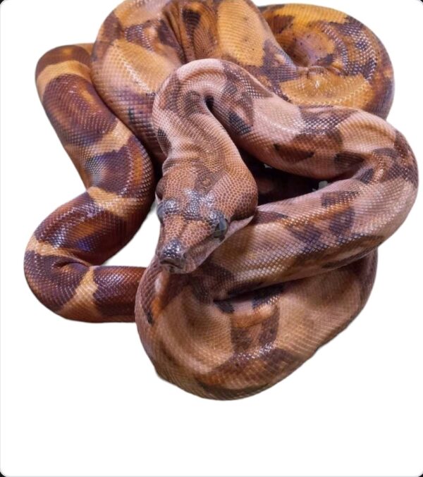 Female 23 Hypo jungle  Blood Boa