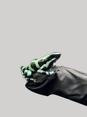 Green and Black Dart Frogs - Dendrobates auratus