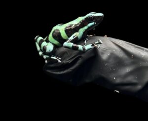 Green and Black Dart Frogs - Dendrobates auratus