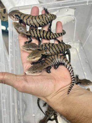 baby / juvenile Indonesian Blue  tongue Skink - Tilique gigas      ( Representative photo)