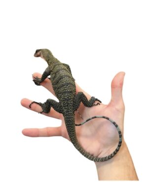 Peach-throated monitors