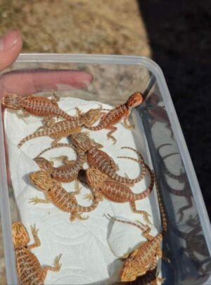 Baby Red Monster bearded Dragons