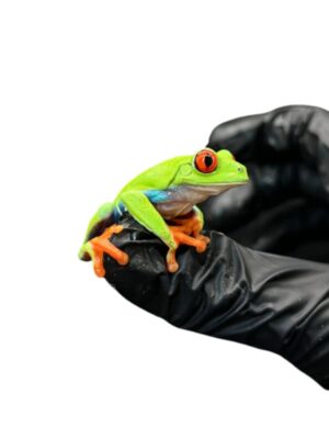 Red-eyed tree frog