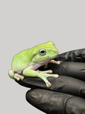 Whites tree frog