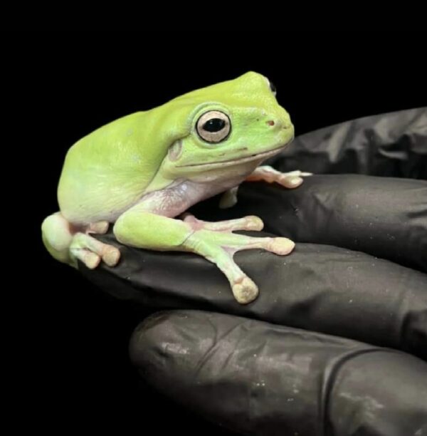 Whites tree frog