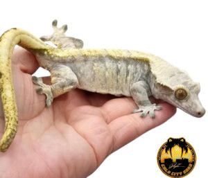 LAVENDER CRESTED GECKO proven female 600.00