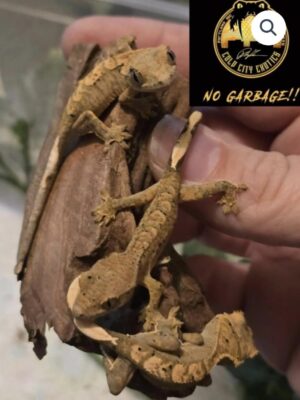 Super dalmatians crested geckos