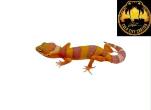 Albino Leopard Geckos