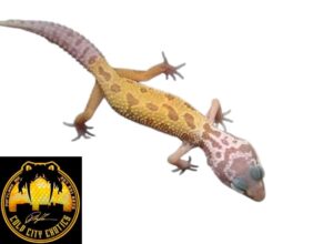 Leucistic Leopard Gecko